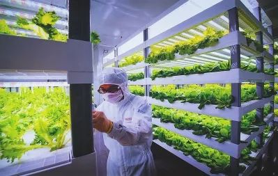 從實(shí)驗(yàn)室到餐桌 透視中日荷植物工廠的演進(jìn)與未來(lái)